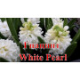 Луковицы Гиацинт White Pearl в горшке