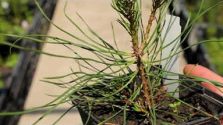 Сосна горная Мугус (Pinus Mugo Mughus)