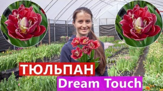 Тюльпан Dream Touch