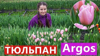 Тюльпан Argos (Аргос) 