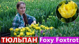 Тюльпан Foxy Foxtrot (Фоксі Фокстрот) 
