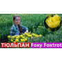Цибулини Тюльпан Foxy Foxtrot