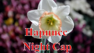 Нарцисс Night Cap