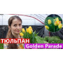 Цибулини Тюльпан Golden Parade 