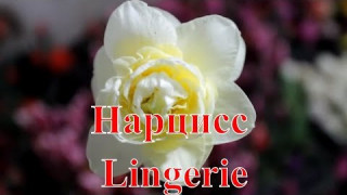 Нарцисс Lingerie