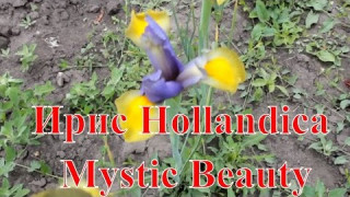 Ирис Hollandica Mystic Beauty