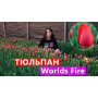 Луковицы Тюльпан Worlds Fire