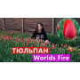 Цибулини Тюльпан Worlds Fire 9/10