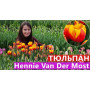 Цибулини Тюльпан Hennie van der Most