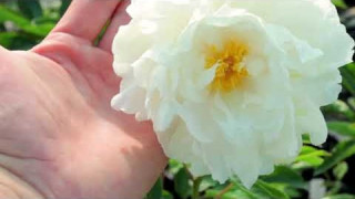 Пион Gardenia (Гардения)