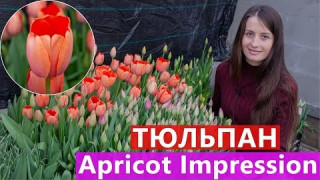 Тюльпан Apricot Impression (Апрікот Імпрешн) 