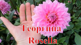 Георгина Rosella