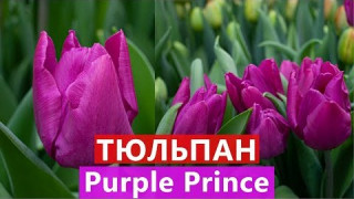 Тюльпан Purple Prince