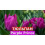 Цибулини Тюльпан Purple Prince