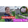 Тюльпан срез Flaming Flag 25 шт (букет)
