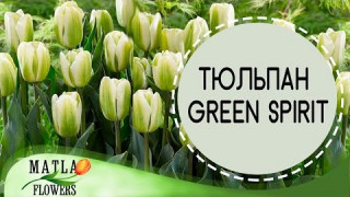 Тюльпан Green Spirit