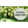 Луковицы Тюльпан Green Spirit