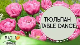 Тюльпан Table Dance