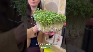 Відео інструкція по вирощуванню