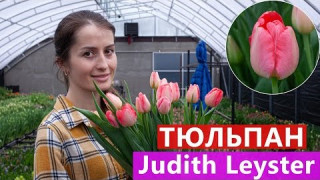 Тюльпан Judith Leyster