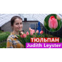 Цибулини Тюльпан Judith Leyster