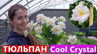 Тюльпан Cool Crystal