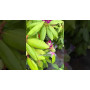 Рододендрон 3-х річний Roseum Elegan в горщику