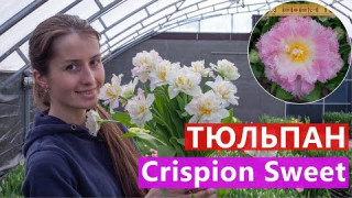Тюльпан Crispion Sweet
