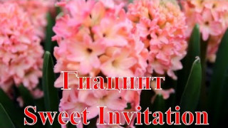Гиацинт Sweet Invitation