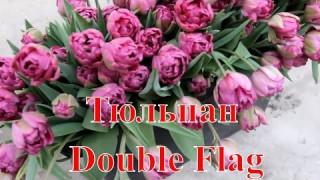 Тюльпан Double Flag