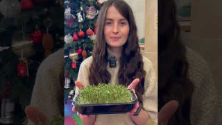 Відео інструкція по вирощуванню