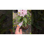 Азалія 3-х річна japonica Kermesina Rose в горщику