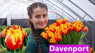 Тюльпан Davenport