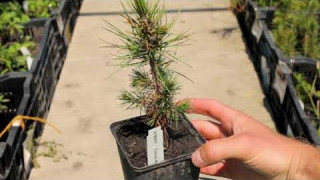 Сосна остистая Pinus Aristata