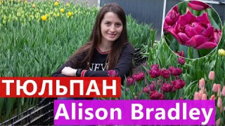 Тюльпан Alison Bradley (Елісон Бредлі) 