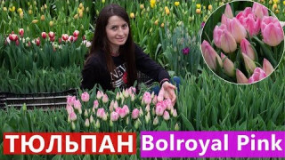 Тюльпан Bolroyal Pink (Болроял Пінк) 