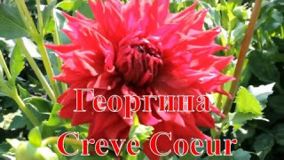 Георгина Creve Coeur