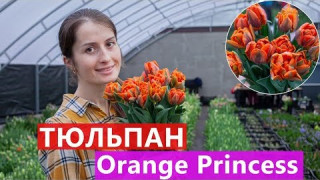 Тюльпан Orange Princess
