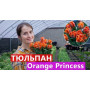 Цибулини Тюльпан Orange Princess