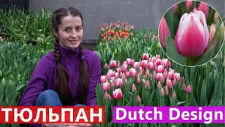 Тюльпан Dutch Design (Датч Дизайн) 