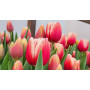 Тюльпан зріз Timeless 25 шт (букет)
