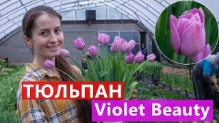 Тюльпан Violet Beauty
