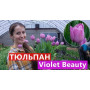 Луковицы Тюльпан Violet Beauty 