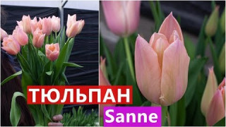 Тюльпан Sanne