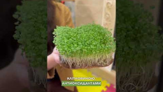 Відео інструкція по вирощуванню