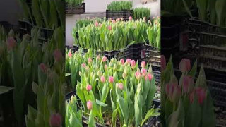 Огляд товару