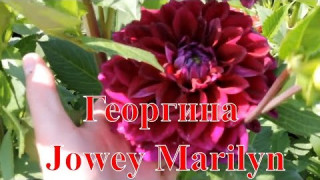 Георгина Jowey Marilyn