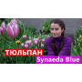 Цибулини Тюльпан Synaeda Blue