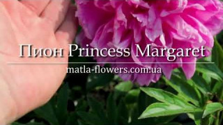Пион Princess Margaret