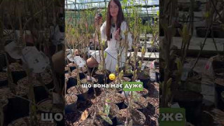 Огляд товару